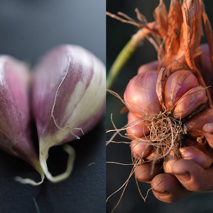 Garlic & Shallots