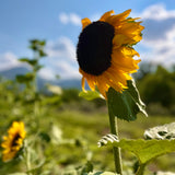 Hopi Black Dye Sunflower (Helianthus annus)