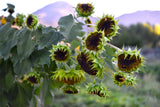 Hopi Black Dye Sunflower (Helianthus annus)