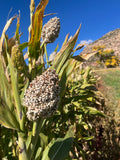 Korjaj Sorghum
