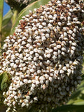 Korjaj Sorghum