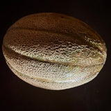 Burrell Gem Melon (Cucumis melo)