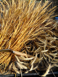 Pueblo White Wheat (Triticum aestivum)