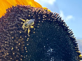 Hopi Black Dye Sunflower (Helianthus annus)