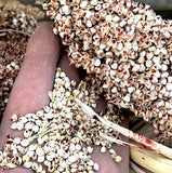 Korjaj Sorghum