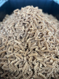 Pastificio Pasta