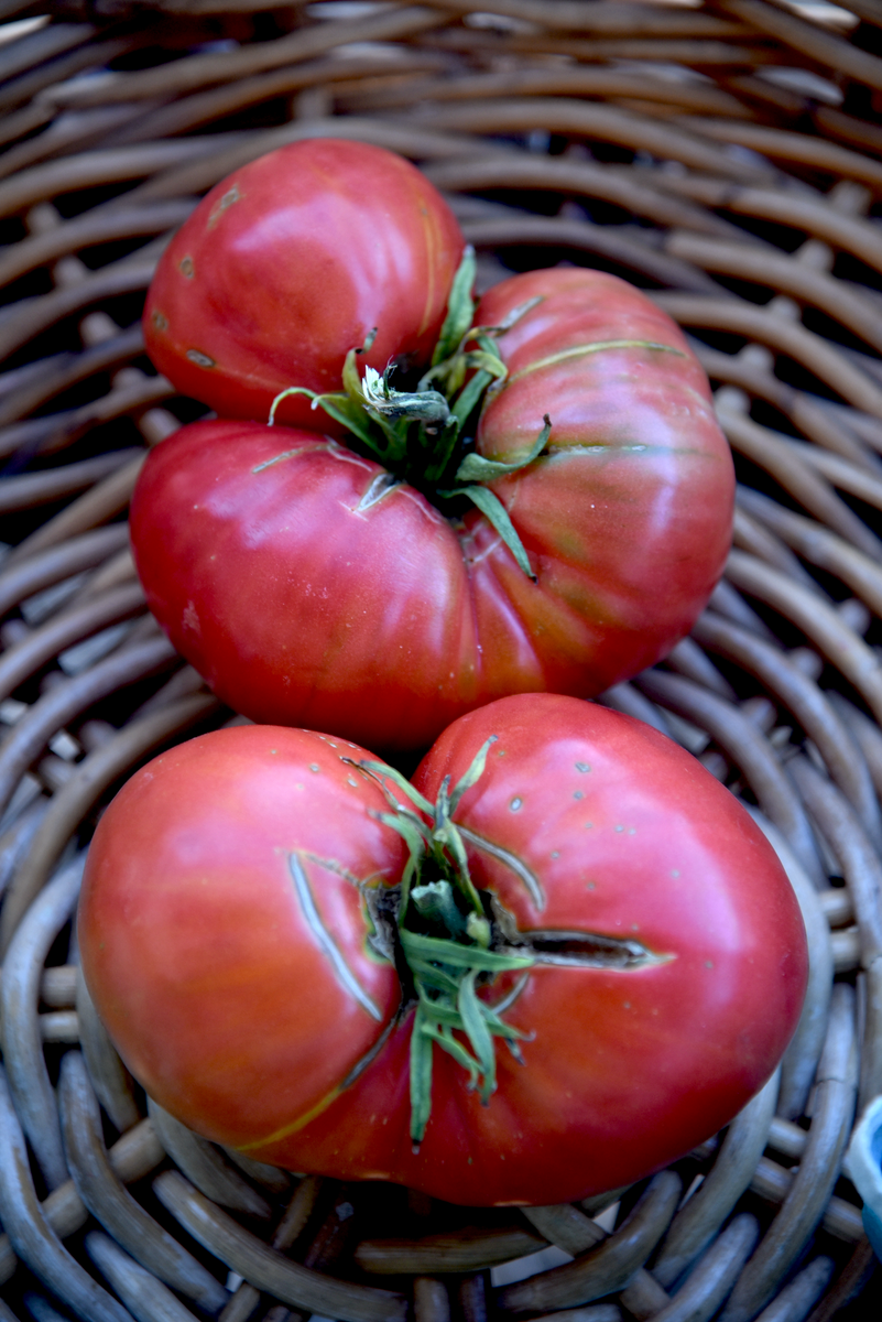 Solanum lycopersicum 'Brandywine' Heirloom Tomato