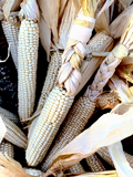 Concho Corn (Zea mays)