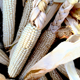 Concho Corn (Zea mays)
