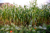 Concho Corn (Zea mays)