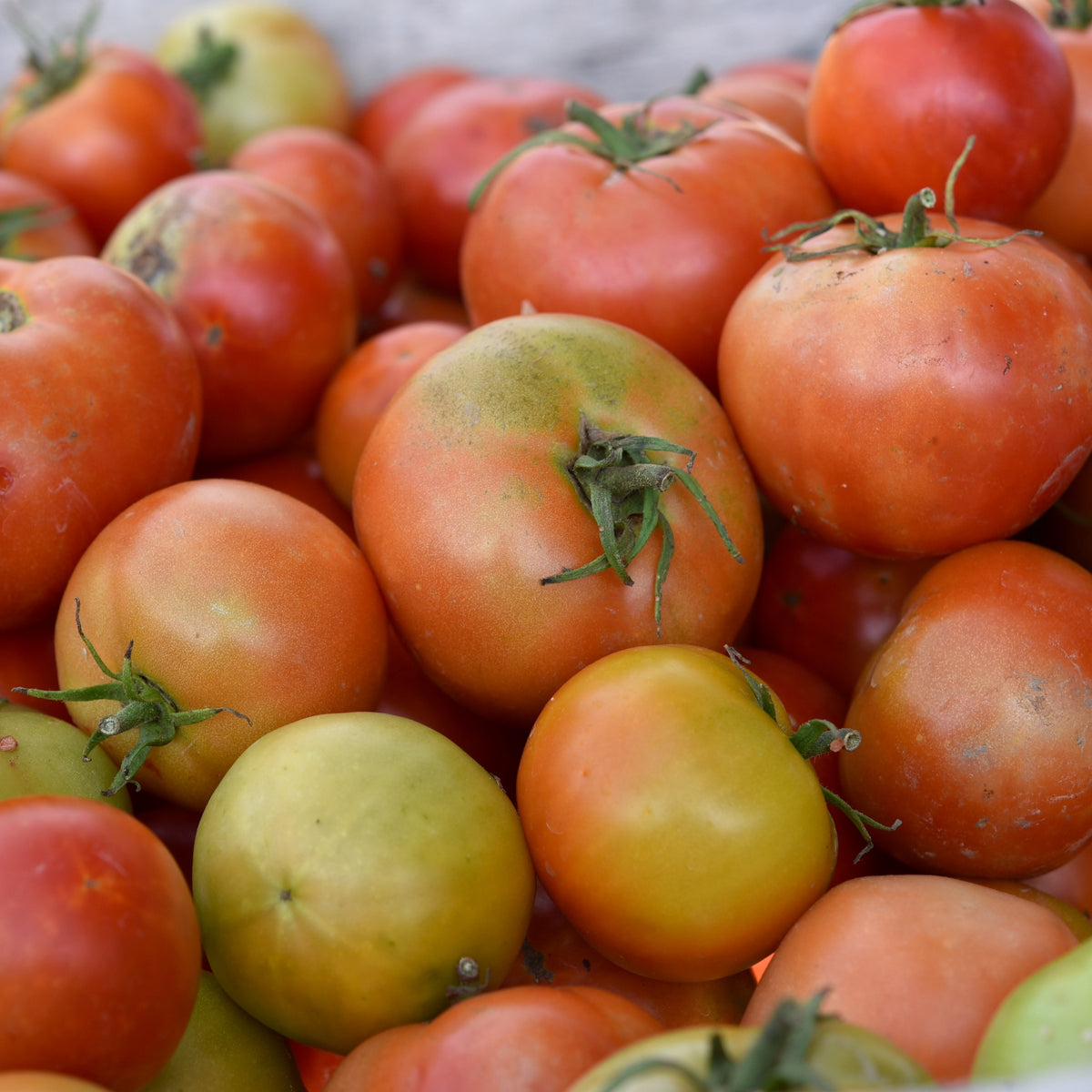 Orange Slicer Tomato (Solanum lycopersicum 'Orange Slicer') in