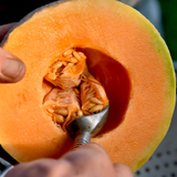 Huerfano Bliss Melon (Cucumis melo)