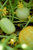 Lemon Cucumber (Cucumis sativus)