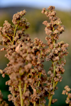 Blanca Quinoa (Chenopodium quinoa)