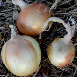 Valencia Onion (Allium cepa) -  Pueblo Seed & Food Co | Cortez, Colorado