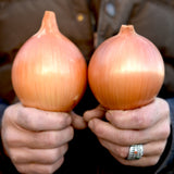 Sweet Spanish Colorado No. 6 (Allium cepa) -  Pueblo Seed & Food Co | Cortez, Colorado