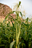 Concho Corn (Zea mays)