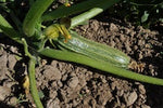 Costata Romanesco Zucchini (Cucurbita pepo) -  Pueblo Seed & Food Co | Cortez, Colorado