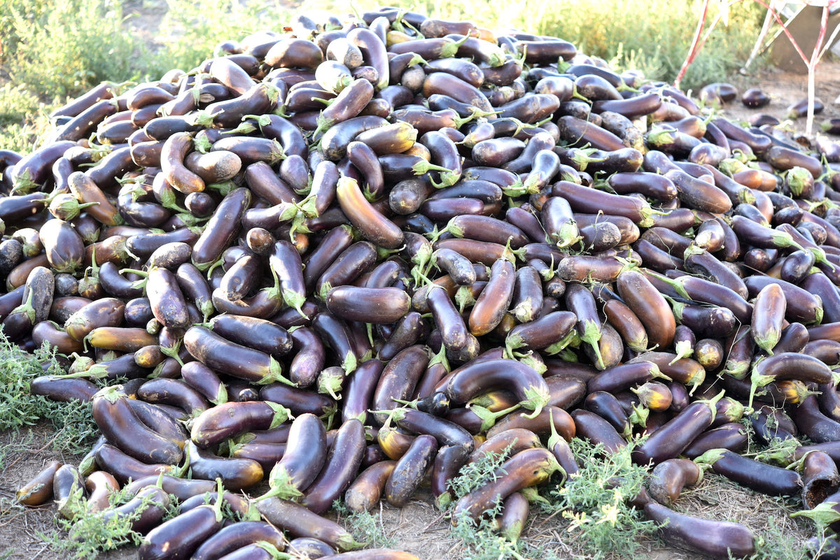 succulent eggplants Diamond Eggplant (Solanum melongena)