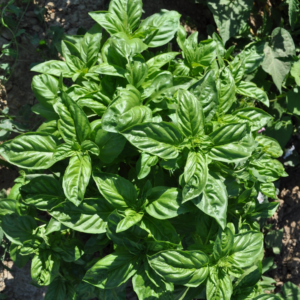 Genovese Basil Ocimum basilicum