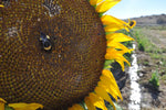 Hungarian Sunflower (Helianthus annuus) -  Pueblo Seed & Food Co | Cortez, Colorado