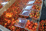 Peacevine Cherry Tomato (Solanum lycopersicum) -  Pueblo Seed & Food Co | Cortez, Colorado