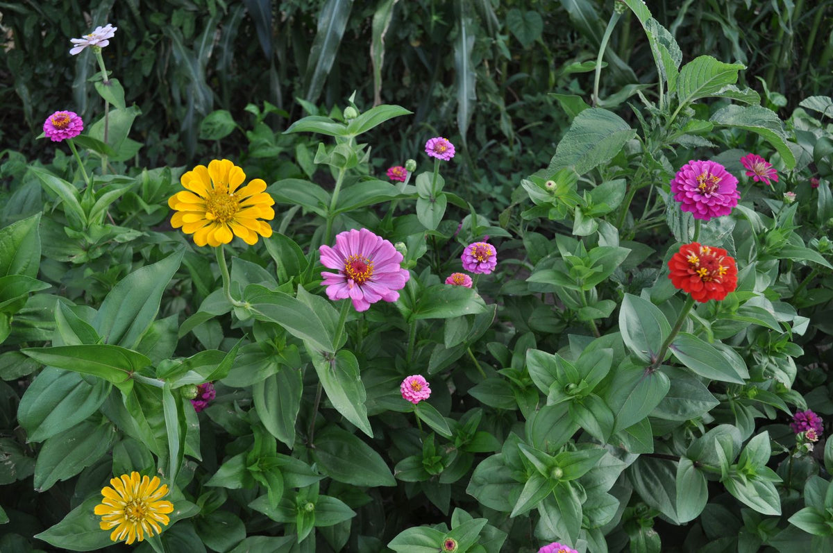 zinnia flower seed mix Zinnia Flower Mix (Zinnia elegans)