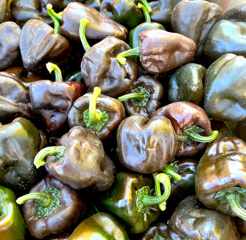 Chilhuacle Negro Pepper (Capsicum annuum)