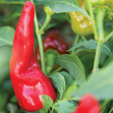 Chile de Agua  (Capsicum annuum)