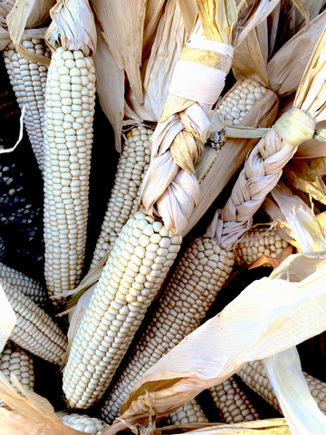 San Miguel del Vado Maíz Concho (Zea Mays)
