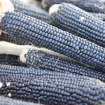 Experiential Short Course: Maize & Millets