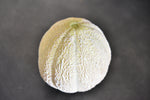 Schoon's Hardshell Melon (Cucumis melo)
