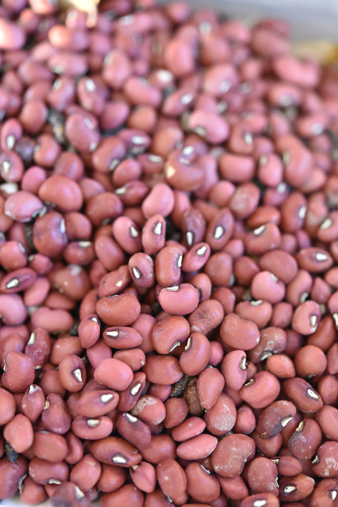 Red Ripper Cowpea (Vigna unguiculata)