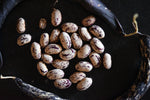 Pueblo Mesa Pole Bean (Phaseolus vulgaris)