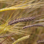 Tibetan Purple Barley (Hordeum vulgare)