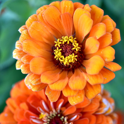 Orange Zinnia (Zinnia elegans)