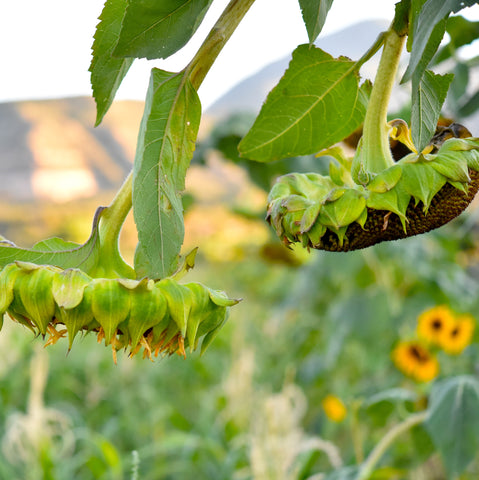 Hopi Black Dye Sunflower (Helianthus annus)