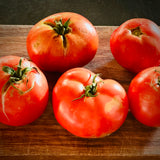Burrell's Special Tomato (Solanum lycopersicum)