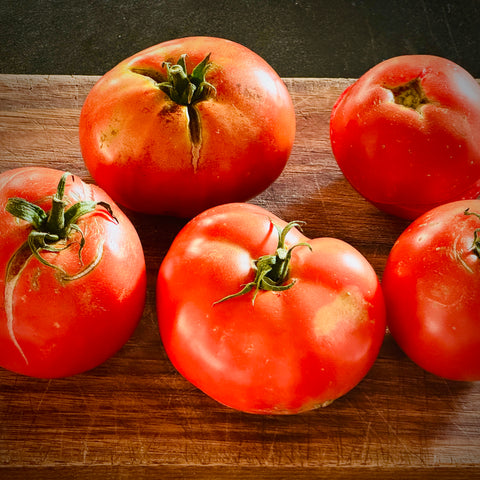 Burrell's Special Tomato (Solanum lycopersicum)