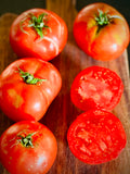 Burrell's Special Tomato (Solanum lycopersicum)