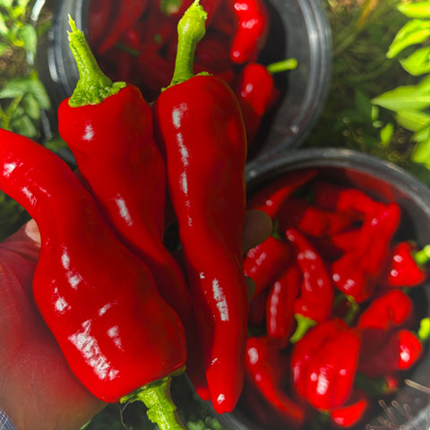Chile de Agua  (Capsicum annuum)