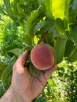 Fresh Peaches