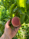 Fresh Peaches