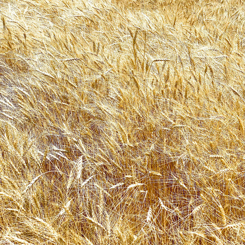 Pueblo White Wheat (Triticum aestivum)