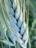 Khorasan Wheat (Triticum turanicum)