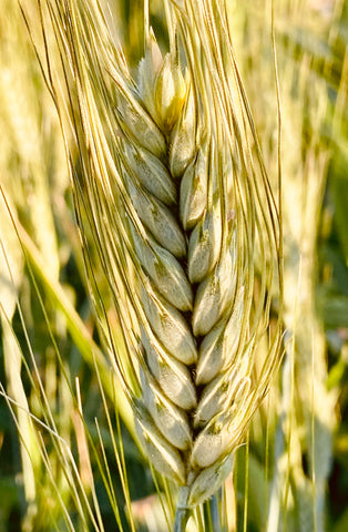 Khorasan Wheat (Triticum turanicum)