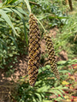 Experiential Short Course: Maize & Millets