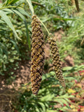 Experiential Short Course: Maize & Millets