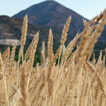 Red Fife Wheat (Triticum aestivum)