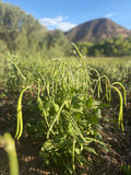 Fast Lady Northern Southern Cow Pea (Vigna unguiculata)